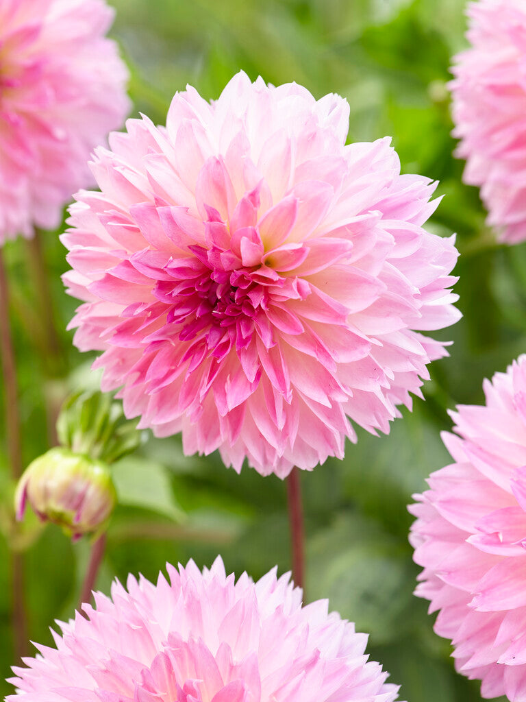 Dahlia Fubuki Sakura 1-pakning